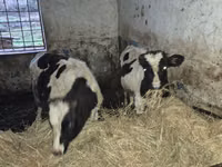 公牛, Russian Black pied cattle — 照片 1