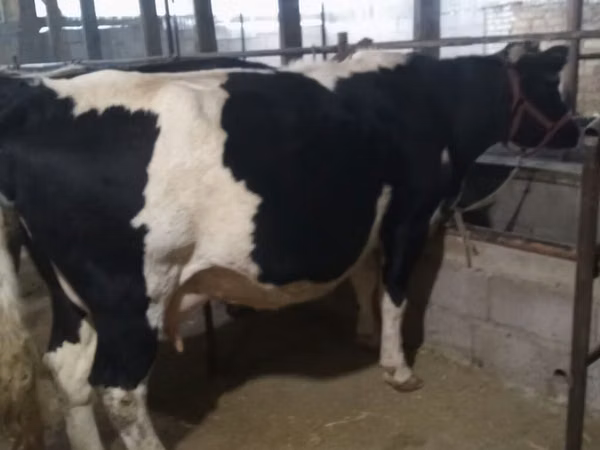 Vacă, Rasa Holstein