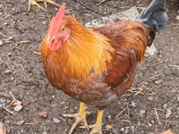 Chickens — الصورة 2