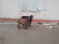 أغنام (دفعة، الجنس غير محدد), الأغنام — الصورة 2