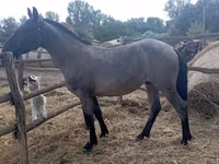 Cheval, Chevaux — photo 2