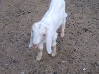 Taka, Nubian Goat — 1-rasm