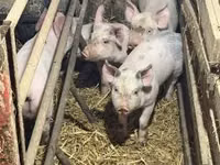 Sow, Pigs — photo 1