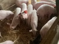 Scroafă — foto 4