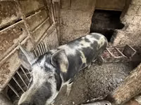 公猪, Pigs — 照片 1
