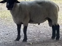 Berbec, White Suffolk sheep — foto 1