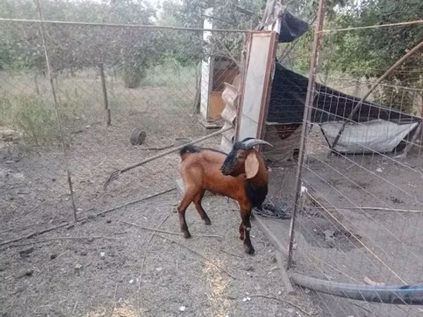 Țap, Nubian Goat