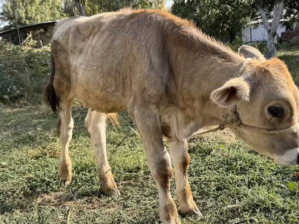 公牛, Swiss cattle