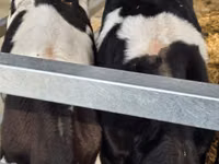 Bulle, Russian Black pied cattle — Foto 7