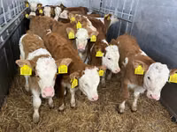 Bulle, Simmental cattle — Foto 2