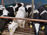 公牛, Simmental cattle — 照片 5