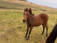 母马, Horses — 照片 3