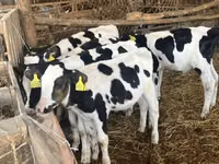 ثور, Russian Black pied cattle — الصورة 2