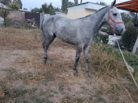 Cal, Thoroughbred horse — foto 5