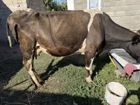 İnək, Swiss cattle — foto 1