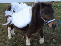 Iapă, Miniature horse — foto 6