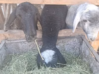 公羊, Sheep — 照片 3