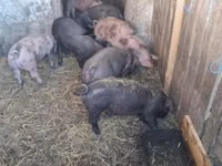 Sow — photo 3