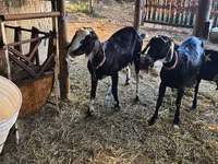 Ziege, Nubian Goat — Foto 4