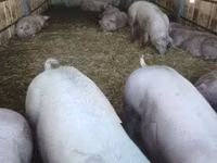 母猪, Pigs — 照片 3