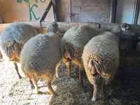 Bélier, Moutons — photo 3
