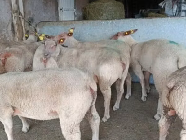 Sheep, Charollais sheep