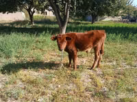 母牛, Cattle — 照片 2