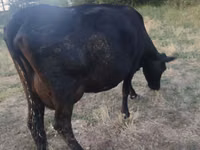 Vacă, Vaca roșie fără coarne — foto 2