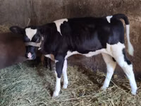 Kuh, Russian Black pied cattle — Foto 2