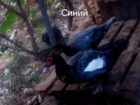 Ev Muskovisi — foto 6