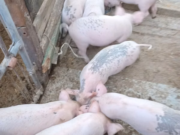 Vier, Porci — Republica Moldova