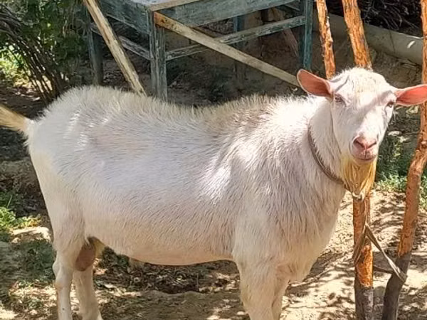 Capră, Saanen goat