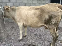 गाय, Swiss cattle — फ़ोटो 5