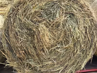 Люцерна, круглые тюки. — الصورة 3