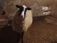 भेड़, Romanov sheep — फ़ोटो 1