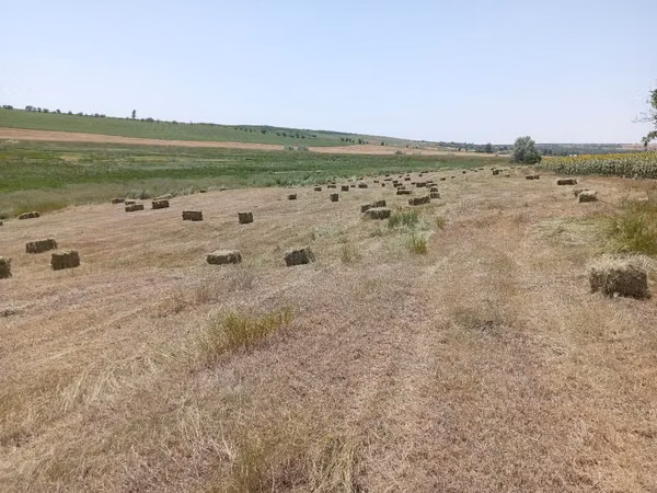 Сено трава разнотравье тюки