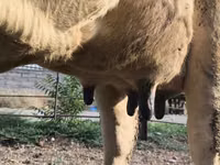 بقرة, Swiss cattle — الصورة 7