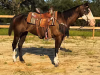 Iapă, American paint horse — foto 4