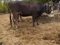Cow, Brown Carpathian breed — photo 1
