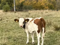 بقرة, Simmental cattle — الصورة 4