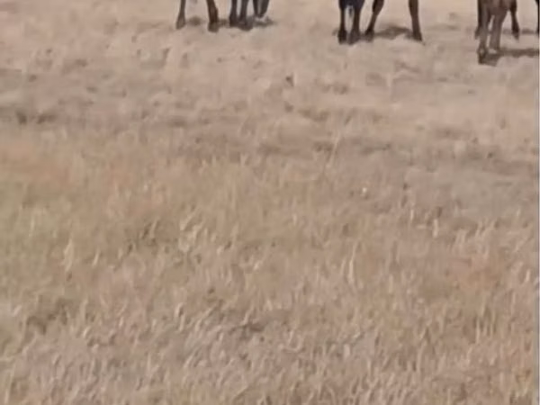 At, Kazakh horse