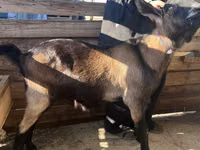 Țap, Nubian Goat — foto 3