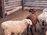 كبش, Kazakh fat-tailed coarsewool sheep — الصورة 3