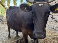 Kuh, Swiss cattle — Foto 3