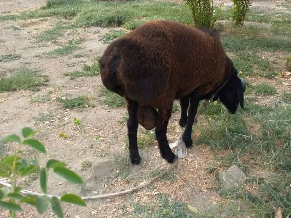 كبش, Baerchuke sheep
