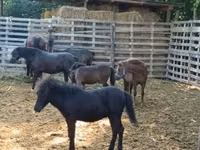 公马, Horses — 照片 3