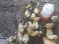 Ducks — الصورة 1