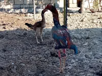 Chickens — photo 3