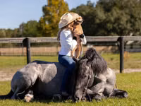 公马, Percheron — 照片 7
