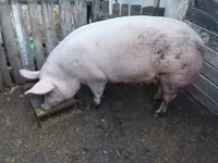 母猪, Pigs — 照片 1